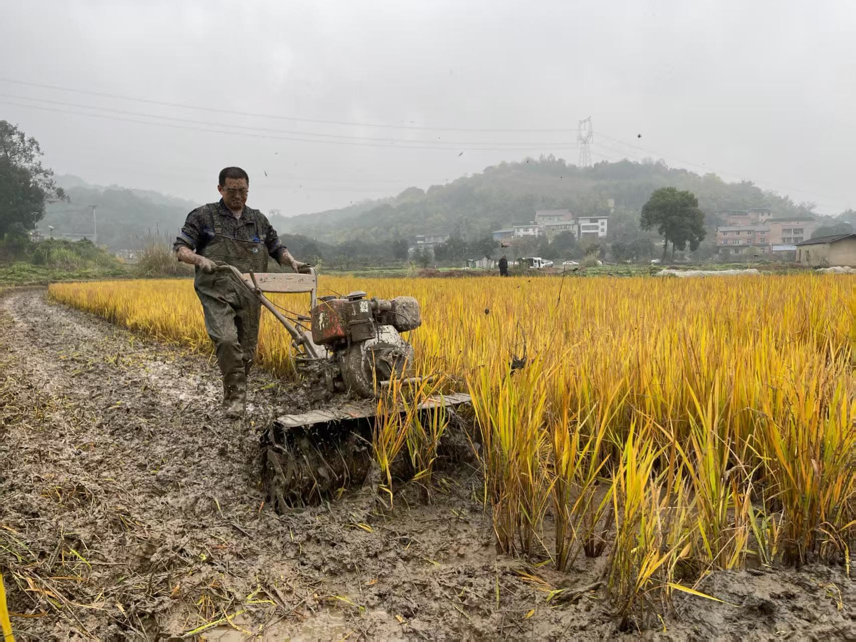 Operating a power tiller in a paddy field